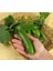 50 Adet Tohum Yerli Çengel Köy Salatalık Tohumlu Oranik Hıyar Tohumu Bahçe 1