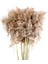 Doğal Gerçek Kurutulmuş Pampas Çim Buketi Kabarık Tüy Düğün Çiçeği (Yurt Dışından) 1