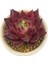 Echeveria Red Mood / Sukulent 2