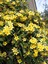 Videolu Kokulu Sarı Yasemin Fidanı 1 Adet Saksılı / Tüplü 100-120 cm (Yellow Jasmine Flower) 1
