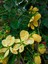 Videolu Kokulu Sarı Yasemin Fidanı 1 Adet Saksılı / Tüplü 100-120 cm (Yellow Jasmine Flower) 3
