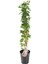 Videolu Kokulu Sarı Yasemin Fidanı 1 Adet Saksılı / Tüplü 100-120 cm (Yellow Jasmine Flower) 4