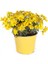 Videolu Sarı Çalı Papatyası 1 Adet Saksılı / Tüplü 20-45 cm Dış Mekan Bitkisi (Euryops Pectinatus) 1