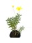 Videolu Sarı Çalı Papatyası 1 Adet Saksılı / Tüplü 20-45 cm Dış Mekan Bitkisi (Euryops Pectinatus) 3
