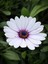Videolu Beyaz Bodrum Papatyası Fidanı Beyaz 20-45 cm Saksılı / Tüplü Dış Mekan Sarmaşık White Daisy 1