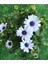 Videolu Beyaz Bodrum Papatyası Fidanı Beyaz 20-45 cm Saksılı / Tüplü Dış Mekan Sarmaşık White Daisy 2