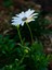 Videolu Beyaz Bodrum Papatyası Fidanı Beyaz 20-45 cm Saksılı / Tüplü Dış Mekan Sarmaşık White Daisy 3