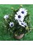 Videolu Beyaz Bodrum Papatyası Fidanı Beyaz 20-45 cm Saksılı / Tüplü Dış Mekan Sarmaşık White Daisy 4
