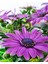 Videolu Mor Renk Bodrum Papatyası 1 Adet Saksılı / Tüplü 20-45 cm (Bodrum Daisy) Dış Mekan Bitkisi 1