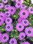 Videolu Mor Renk Bodrum Papatyası 1 Adet Saksılı / Tüplü 20-45 cm (Bodrum Daisy) Dış Mekan Bitkisi 2
