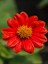 Videolu Kırmızı 1 Adet Çeşme Papatyası 30-45 cm Saksılı / Tüplü ( Red Çeşme Daisy) 3