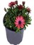 Videolu Kırmızı 1 Adet Çeşme Papatyası 30-45 cm Saksılı / Tüplü ( Red Çeşme Daisy) 4