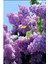 Videolu Mis Kokulu 3 Adet Leylak Çiçeği Saksılı 45-85 cm (Lilac Flower) 2