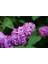 Videolu Mis Kokulu 3 Adet Leylak Çiçeği Saksılı 45-85 cm (Lilac Flower) 3