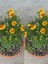 Videolu Sarı Çalı Papatyası 2 Adet Saksılı / Tüplü 20-40 cm Dış Mekan Bitkisi( Euryops Daisy) 1