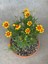 Videolu Sarı Çalı Papatyası 2 Adet Saksılı / Tüplü 20-40 cm Dış Mekan Bitkisi( Euryops Daisy) 2