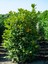 Videolu Şimşir Çalı 30-40 cm Saksılı / Tüplü Dış Mekan Bitkileri (Buxus Microphylla 'faulkner') 1