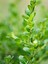 Videolu Şimşir Çalı 30-40 cm Saksılı / Tüplü Dış Mekan Bitkileri (Buxus Microphylla 'faulkner') 2