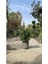 Videolu Şimşir Çalı 30-40 cm Saksılı / Tüplü Dış Mekan Bitkileri (Buxus Microphylla 'faulkner') 3