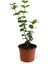 Videolu Çiçek Ful Çiçeği Beyaz Yasemin Bitkisi1 Adet Saksılı 30-55 cm (Jasmine) 4