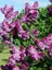 Videolu Mis Kokulu Mor Leylak Ağacı Fidanı Tüplü / Saksılı 65-90 cm Bahçe Bitkisi (Lilac Tree) 1