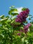 Videolu Mis Kokulu Mor Leylak Ağacı Fidanı Tüplü / Saksılı 65-90 cm Bahçe Bitkisi (Lilac Tree) 2