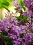 Videolu Mis Kokulu Mor Leylak Ağacı Fidanı Tüplü / Saksılı 65-90 cm Bahçe Bitkisi (Lilac Tree) 3