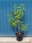 Videolu Mis Kokulu Mor Leylak Ağacı Fidanı Tüplü / Saksılı 65-90 cm Bahçe Bitkisi (Lilac Tree) 4