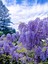 Videolu Mor Salkım 30-60 cm Saksılı / Tüplü Dış Mekan Sarmaşık Bitkileri Wisteria 4