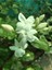 Videolu Kokulu Yasemin Çiçeği 30-60 cm Saksılı / Tüplü Dış Mekan Sarmaşık Bitkileri (Jasmine Flower) 1