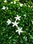 Videolu Kokulu Yasemin Çiçeği 30-60 cm Saksılı / Tüplü Dış Mekan Sarmaşık Bitkileri (Jasmine Flower) 2