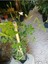 Videolu Kokulu Yasemin Çiçeği 30-60 cm Saksılı / Tüplü Dış Mekan Sarmaşık Bitkileri (Jasmine Flower) 4