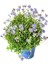 Videolu Mavi Çalı Papatyası 1 Adet Saksılı / Tüplü 20-45 cm (Felicia Blue Daisy Bush) 1