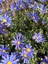 Videolu Mavi Çalı Papatyası 1 Adet Saksılı / Tüplü 20-45 cm (Felicia Blue Daisy Bush) 2