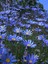 Videolu Mavi Çalı Papatyası 1 Adet Saksılı / Tüplü 20-45 cm (Felicia Blue Daisy Bush) 3