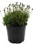 Videolu Mavi Çalı Papatyası 1 Adet Saksılı / Tüplü 20-45 cm (Felicia Blue Daisy Bush) 4