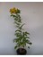 Videolu Sarı Acem Borusu Çiçeği 3 Adet 40-60 cm Dış Mekan Bitkisi ( Yellow Campsis Grandiflora) 4
