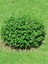 Videolu 1 Adet Çalı Şimşir Fidanı Saksılı 30-45 cm (Bushy Yew Sapling) 3