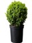Videolu 1 Adet Çalı Şimşir Fidanı Saksılı 30-45 cm (Bushy Yew Sapling) 4