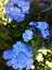 Videolu Kokulu Mavi Yasemin Fidesi 1 Adet Saksılı / Tüplü 40-60 cm (Plumbago Blue Jasmine) 1