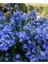 Videolu Kokulu Mavi Yasemin Fidesi 1 Adet Saksılı / Tüplü 40-60 cm (Plumbago Blue Jasmine) 2