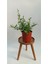 Videolu Kokulu Mavi Yasemin Fidesi 1 Adet Saksılı / Tüplü 40-60 cm (Plumbago Blue Jasmine) 3