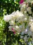 Videolu Beyaz Begonvil Çiçeği Fidanı 1 Adet Saksılı / Tüplü 40-60 cm (Bougainvillea ) 1