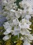 Videolu Beyaz Begonvil Çiçeği Fidanı 1 Adet Saksılı / Tüplü 40-60 cm (Bougainvillea ) 3