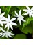 Videolu Beyaz Izmir Yasemin Çiçeği Fidanı1 Adet 40-60 cm Bahçe Bitkisi( White Jasmine) 1