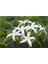 Videolu Beyaz Izmir Yasemin Çiçeği Fidanı1 Adet 40-60 cm Bahçe Bitkisi( White Jasmine) 2