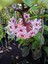 Videolu Pembe Mum Çiçeği Fidanı 1 Adet 30-60 cm Saksılı / Tüplü Dış Mekan Bitkisi (Hoya) 2
