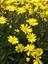 Videolu Sarı Çalı Papatyası 1 Adet Saksılı 40-60 cm (Yellow Bush Daisy) 2