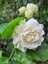 Videolu Ful Yasemin Fidanılı 1 Adet 40-60 Cm (Jasminum Sambac) 1