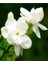 Videolu Ful Yasemin Fidanılı 1 Adet 40-60 Cm (Jasminum Sambac) 2